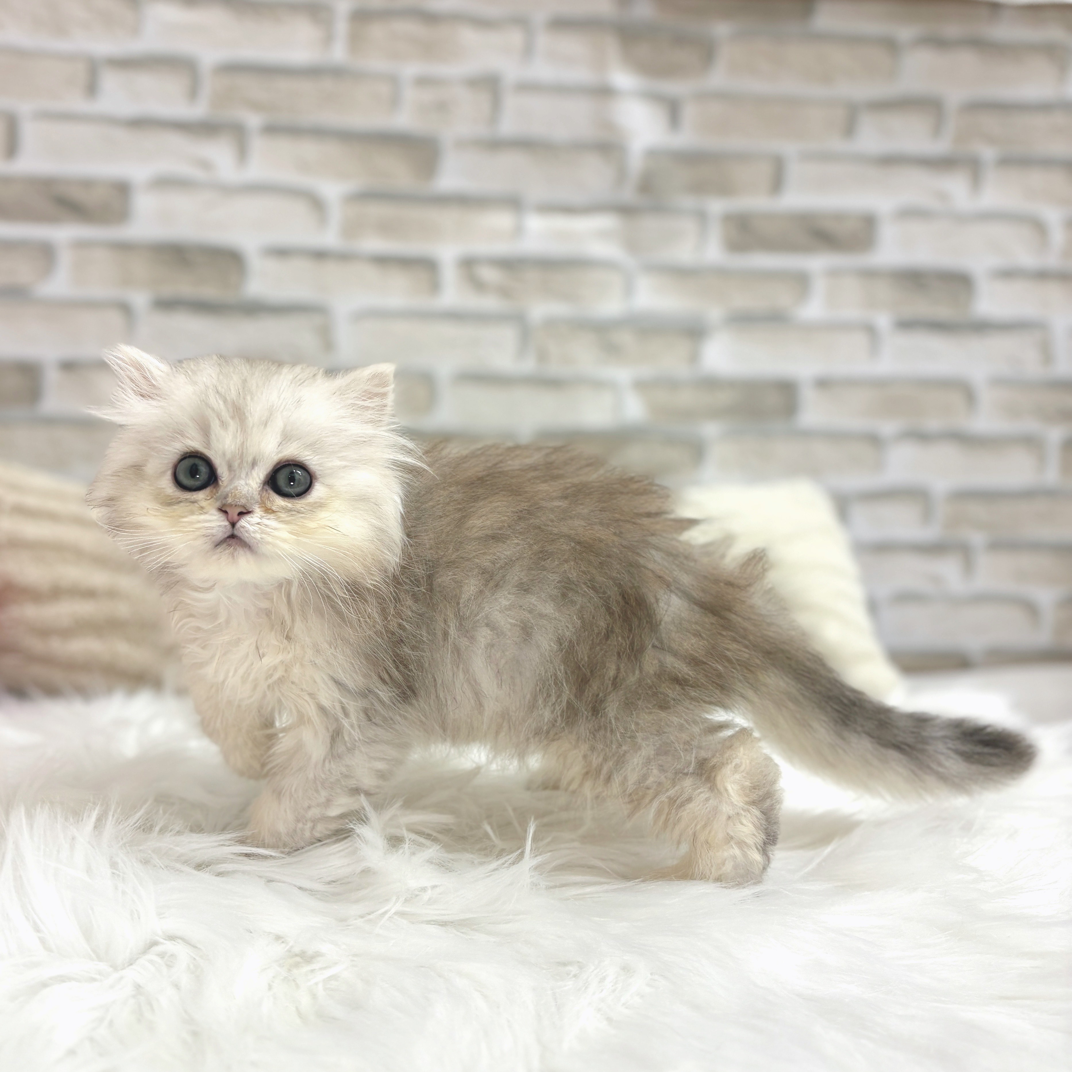 神奈川県のペルシャ (犬の家＆猫の里モザイクモール港北店/2025年7月10日生まれ/女の子/チンチラシルバー)の子猫の3枚目の画像