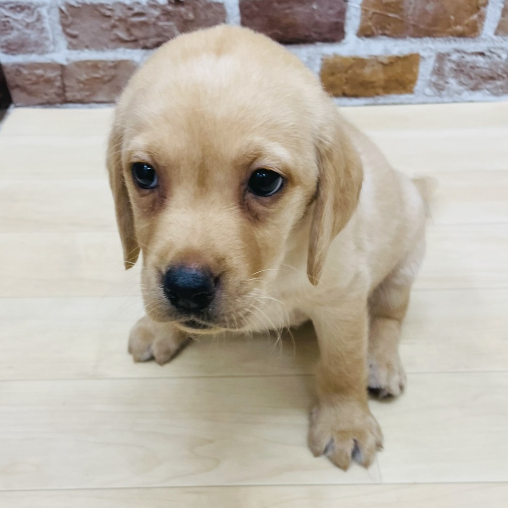 愛知県のラブラドールレトリーバー (犬の家＆猫の里七宝店/2025年7月14日生まれ/女の子/イエロー)の子犬の3枚目の画像
