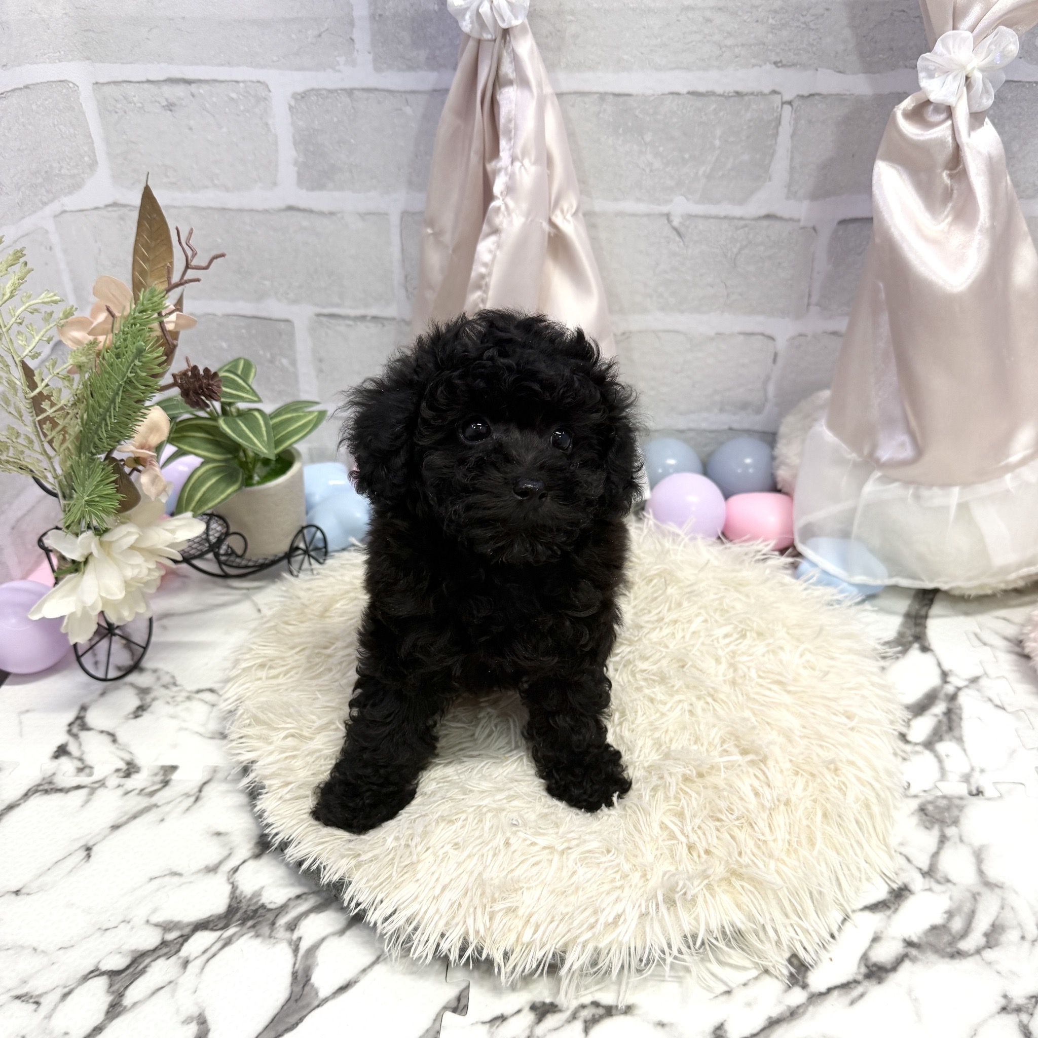 愛知県のトイプードル(トイ) (犬の家＆猫の里岡崎店/2025年7月11日生まれ/女の子/ブラック)の子犬の3枚目の画像