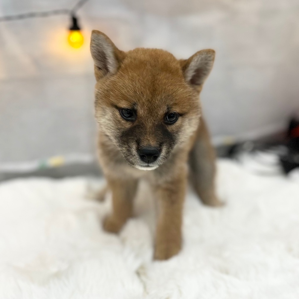 静岡県の柴犬(標準サイズ) (犬の家＆猫の里MEGAドン・キホーテ袋井店/2025年7月10日生まれ/女の子/赤)の子犬の1枚目の画像