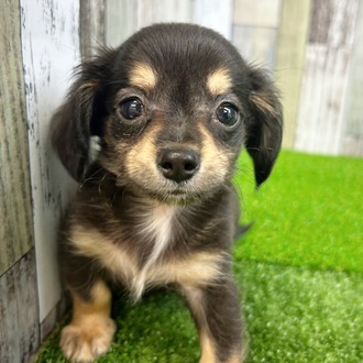 静岡県のチワックス(チワワ×ダックス) (犬の家＆猫の里マークイズ静岡店/2025年7月15日生まれ/男の子/ブラックタン)の子犬