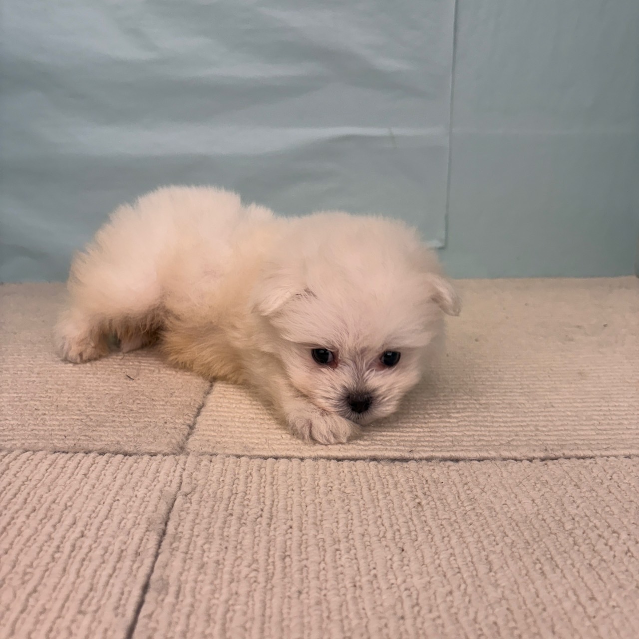 愛知県のポメマル/マルポメ(ポメラニアン×マルチーズ) (犬の家＆猫の里春日井本店/2025年7月15日生まれ/男の子/クリーム)の子犬の3枚目の画像
