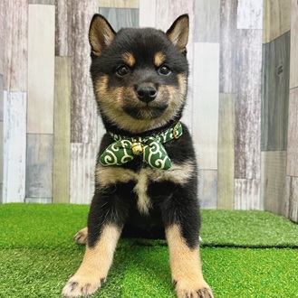 神奈川県の豆柴 (犬の家＆猫の里モザイクモール港北店/2025年7月13日生まれ/男の子/黒)の子犬の1枚目の画像