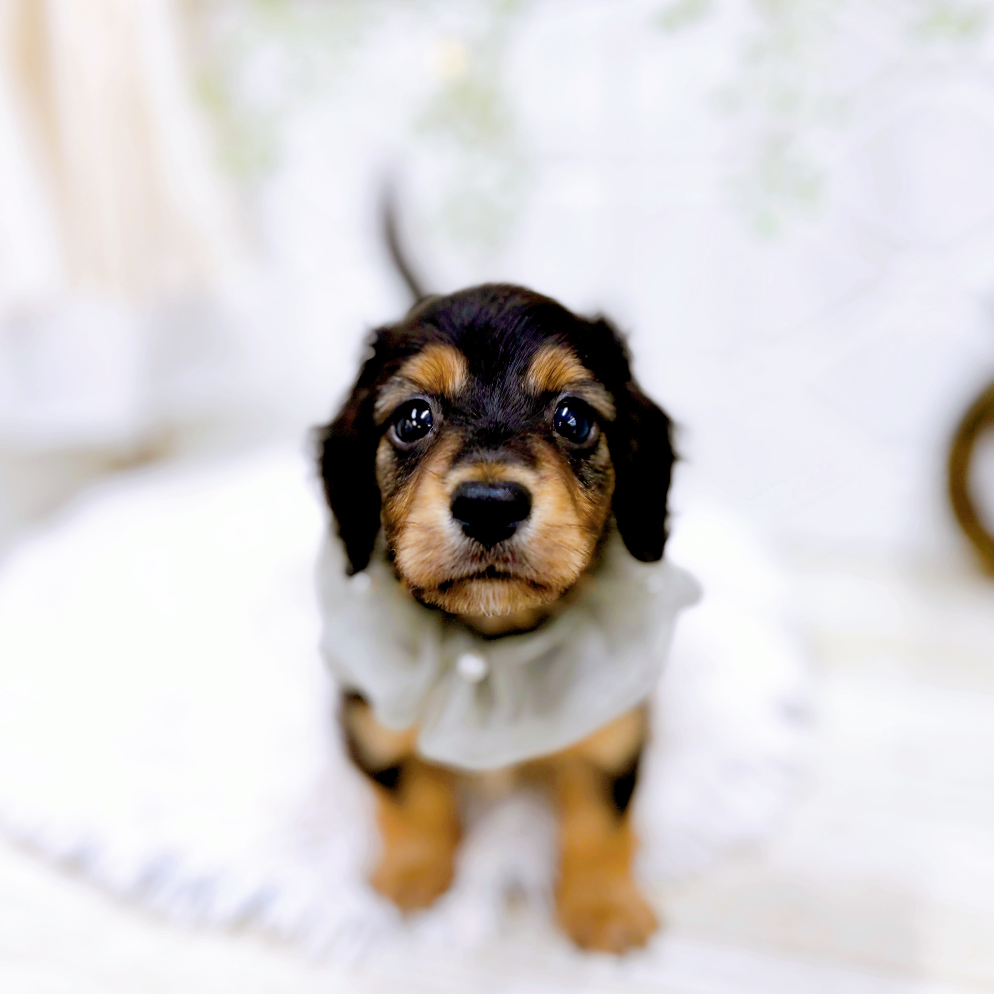 福井県のカニンヘンダックスフンド(ロング) (犬の家＆猫の里アミーゴ福井店/2025年7月15日生まれ/男の子/ブラックタン)の子犬の3枚目の画像