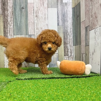 静岡県のトイプードル(トイ) (犬の家＆猫の里マークイズ静岡店/2025年7月12日生まれ/男の子/レッド)の子犬の3枚目の画像