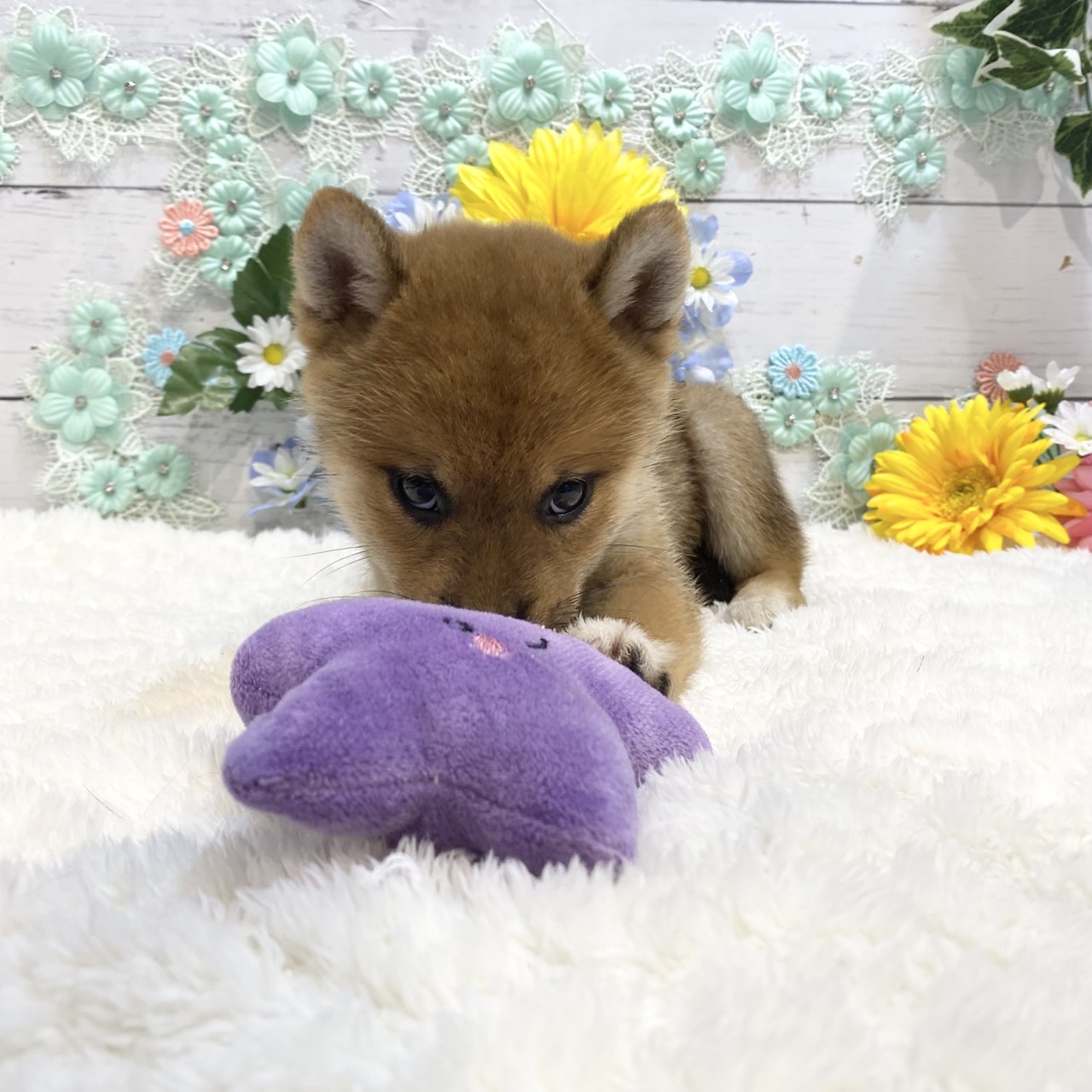 長野県の柴犬(標準サイズ) (犬の家＆猫の里カインズ梓川店/2025年7月15日生まれ/男の子/赤)の子犬