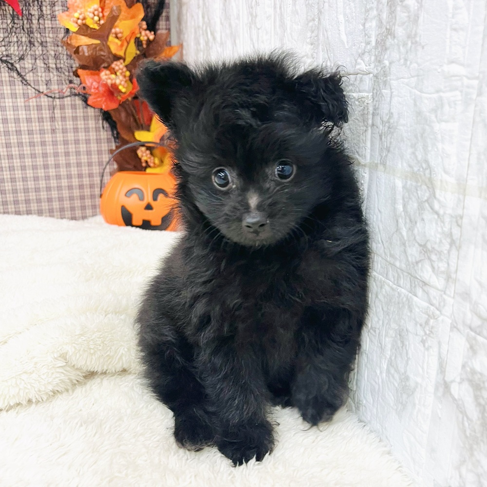 愛知県のポメプー(ポメラニアン×プードル) (犬の家＆猫の里エアポートウォーク店/2025年7月15日生まれ/男の子/ブラック)の子犬の3枚目の画像