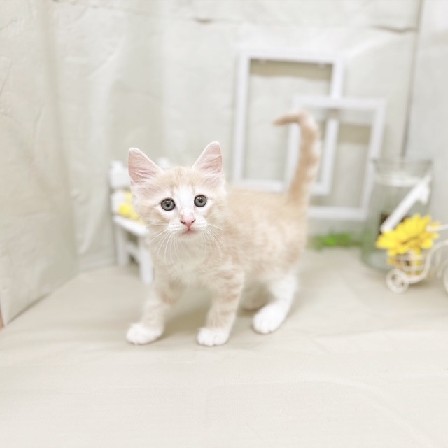 静岡県のノルウェージャンフォレストキャット (犬の家＆猫の里藤枝店/2025年7月14日生まれ/男の子/クリームタビーホワイト)の子猫の3枚目の画像