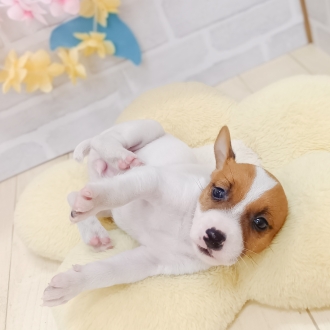 静岡県のジャックラッセルテリア (犬の家＆猫の里プレ葉ウォーク浜北店/2025年7月15日生まれ/女の子/タンホワイト)の子犬の3枚目の画像