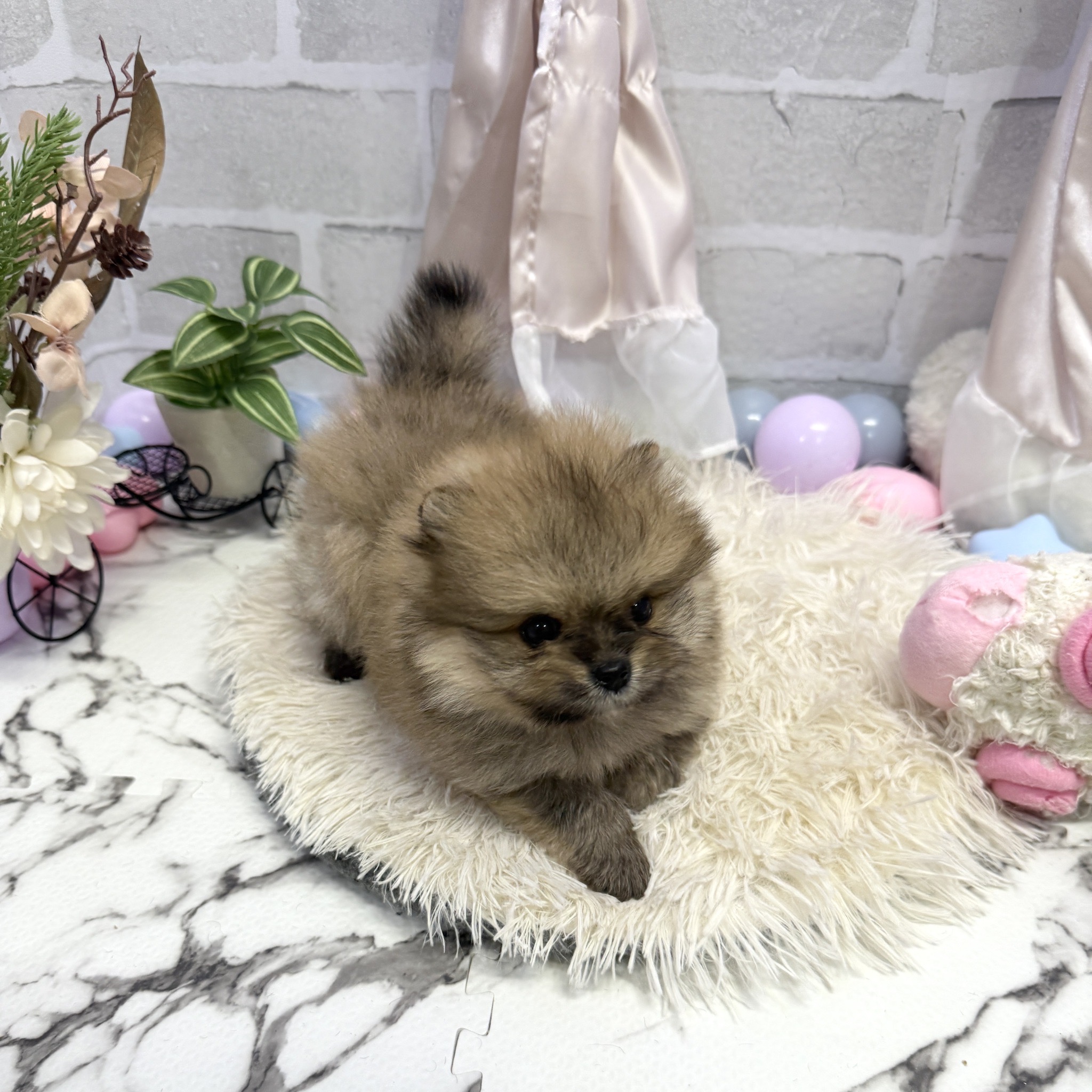 愛知県のポメラニアン (犬の家＆猫の里岡崎店/2025年7月14日生まれ/男の子/オレンジ)の子犬の3枚目の画像