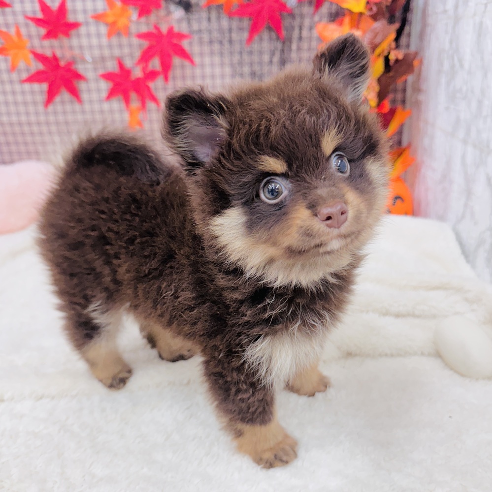 愛知県のポメラニアン (犬の家＆猫の里エアポートウォーク店/2025年7月15日生まれ/男の子/チョコレートタン)の子犬の3枚目の画像