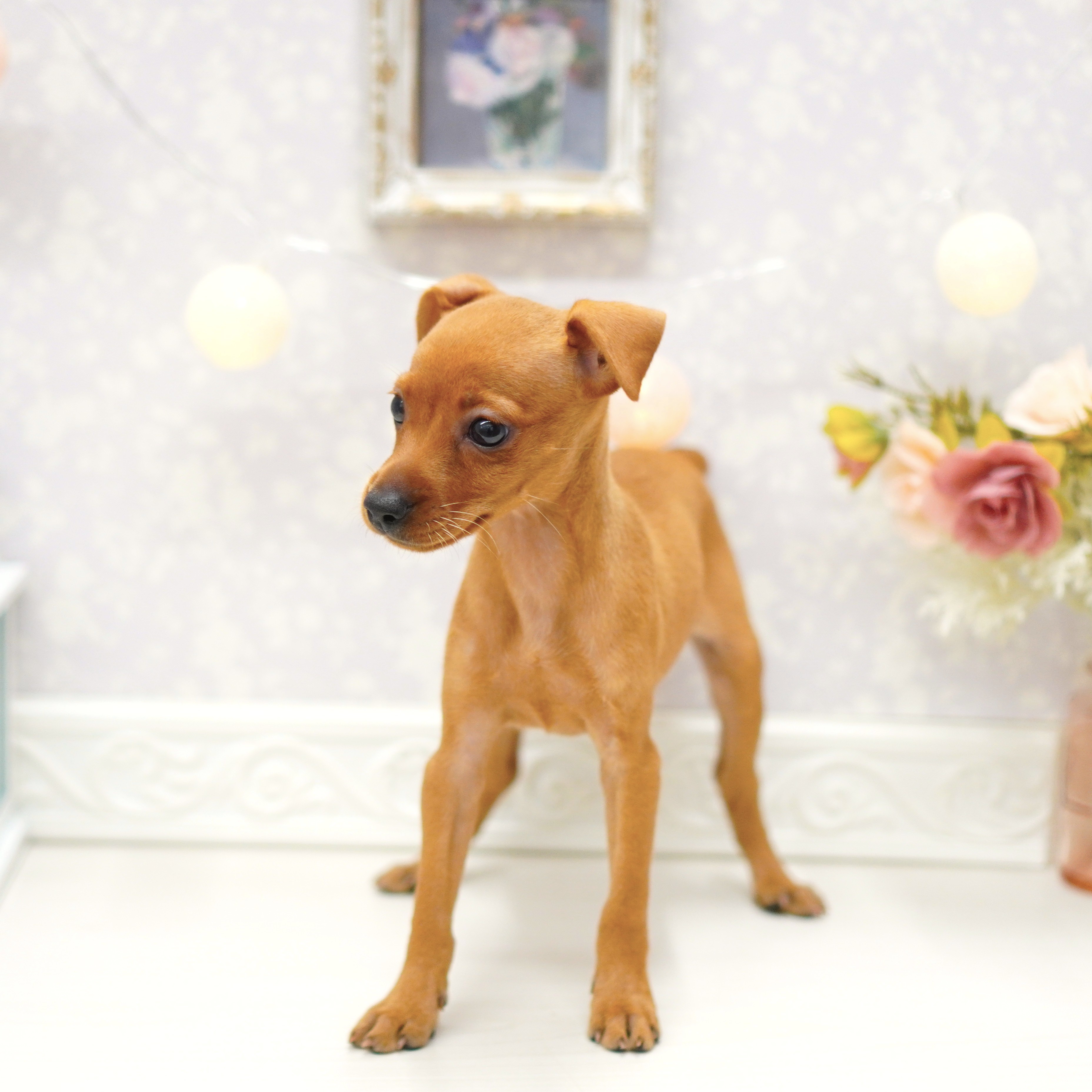 富山県のミニチュアピンシャー (犬の家＆猫の里アミーゴ山室店/2025年7月13日生まれ/女の子/レッド)の子犬の3枚目の画像
