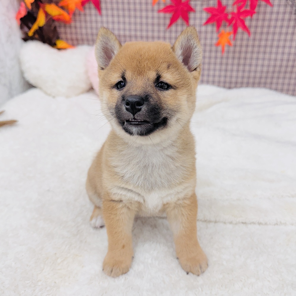 愛知県の柴犬(標準サイズ) (犬の家＆猫の里エアポートウォーク店/2025年7月15日生まれ/女の子/赤)の子犬の3枚目の画像