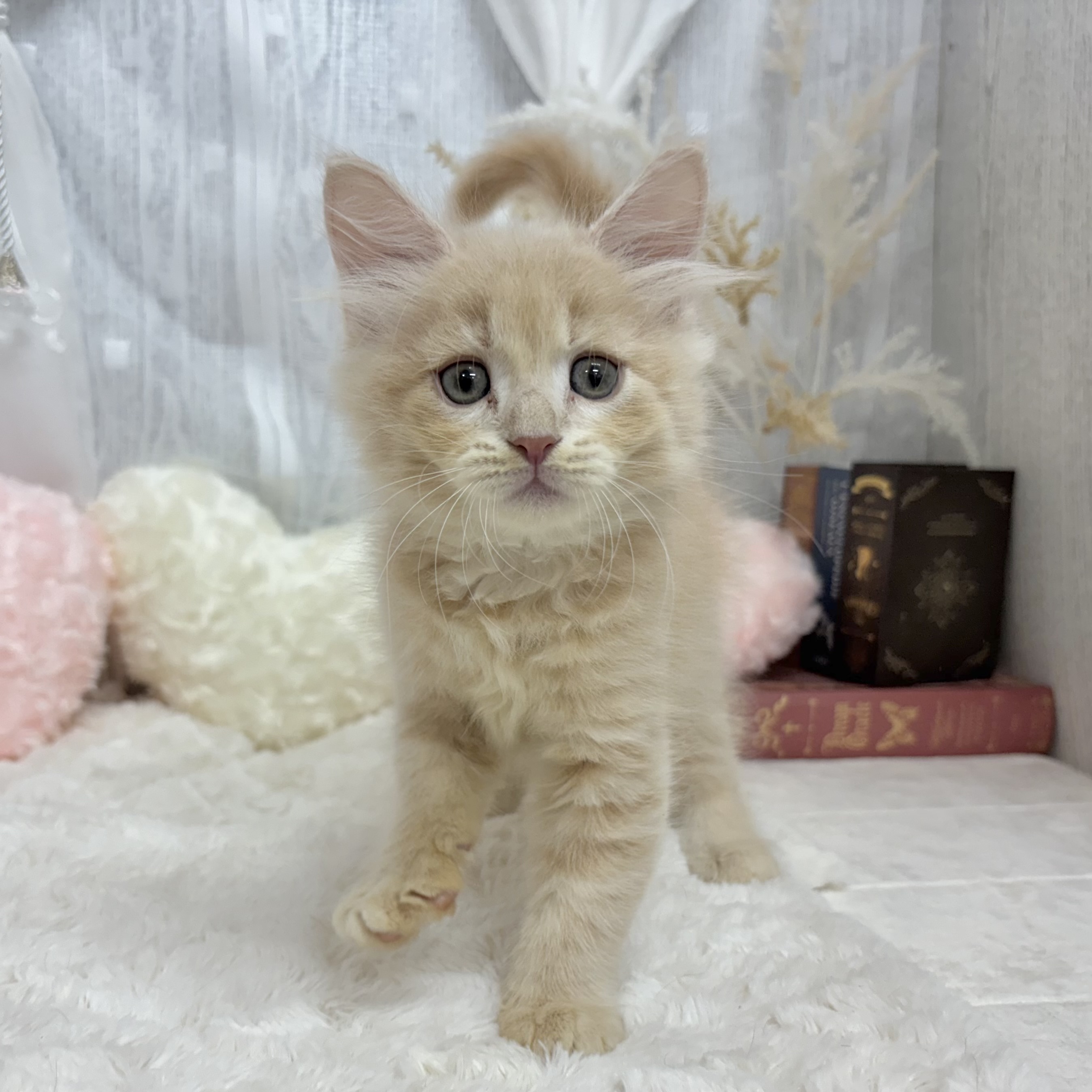 神奈川県のサイベリアン (犬の家＆猫の里相模原店/2025年7月14日生まれ/男の子/クリームタビー)の子猫の3枚目の画像