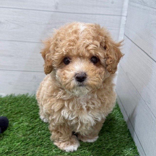 愛知県のビションプー(ビションフリーゼ×プードル) (犬の家＆猫の里豊田店/2025年7月8日生まれ/女の子/アプリコットホワイト)の子犬の1枚目の画像