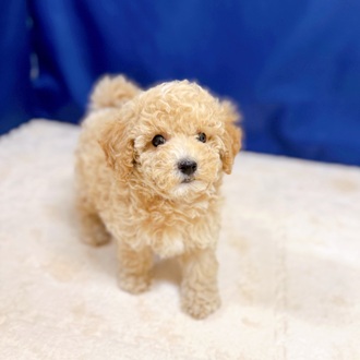 愛知県のビションプー(ビションフリーゼ×プードル) (犬の家＆猫の里一宮店/2025年7月8日生まれ/女の子/アプリコットホワイト)の子犬の3枚目の画像