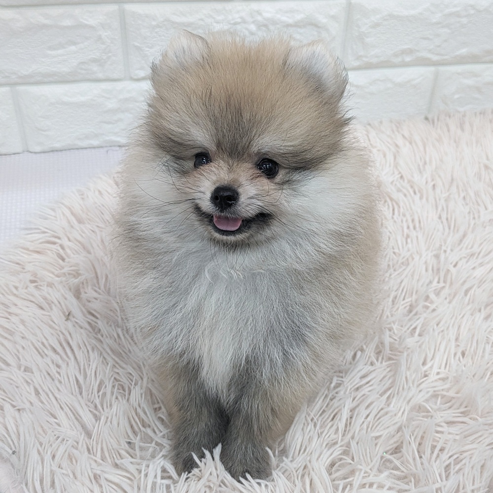 愛知県のポメラニアン (犬の家＆猫の里MEGAドン・キホーテ東海名和店/2025年7月16日生まれ/男の子/オレンジ)の子犬の3枚目の画像