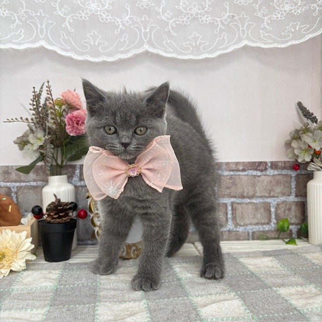 愛知県のブリティッシュショートヘアー (犬の家＆猫の里碧南店/2025年7月15日生まれ/女の子/ブルー)の子猫の3枚目の画像