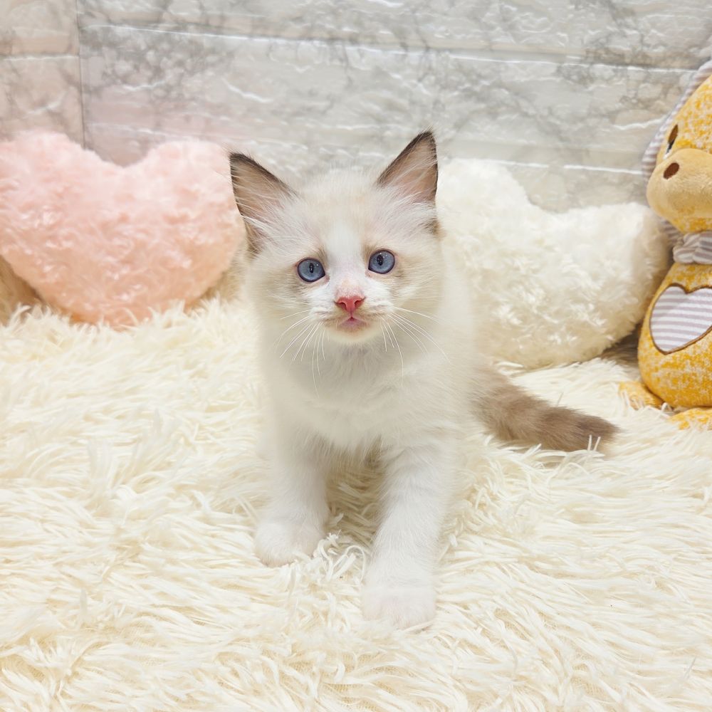 愛知県のラグドール (犬の家＆猫の里MiO香久山店/2025年7月15日生まれ/男の子/シールポイントバイカラー)の子猫の3枚目の画像