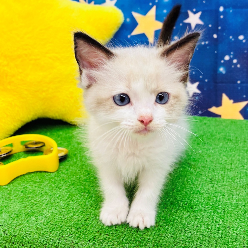 愛知県のラグドール (犬の家＆猫の里名古屋天白店/2025年7月15日生まれ/男の子/シールポイントバイカラー)の子猫の3枚目の画像
