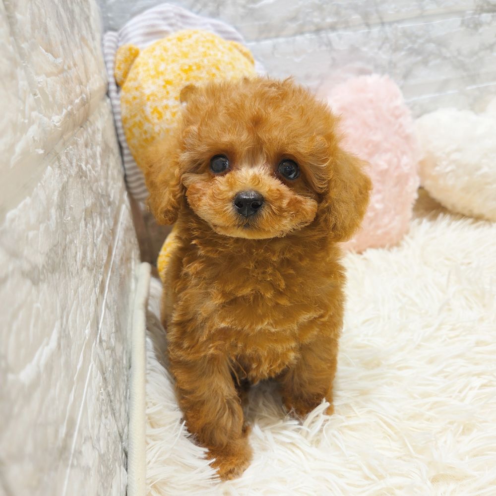 愛知県のティーカッププードル (犬の家＆猫の里MiO香久山店/2025年7月15日生まれ/男の子/レッドフォーン)の子犬の3枚目の画像