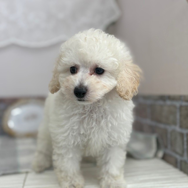 愛知県のトイプードル(トイ) (犬の家＆猫の里碧南店/2025年7月16日生まれ/男の子/ホワイト)の子犬の3枚目の画像