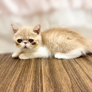 兵庫県のエキゾチックショートヘアー (犬の家＆猫の里カナート西神戸店/2025年7月15日生まれ/男の子/クリームタビーホワイト)の子猫の3枚目の画像