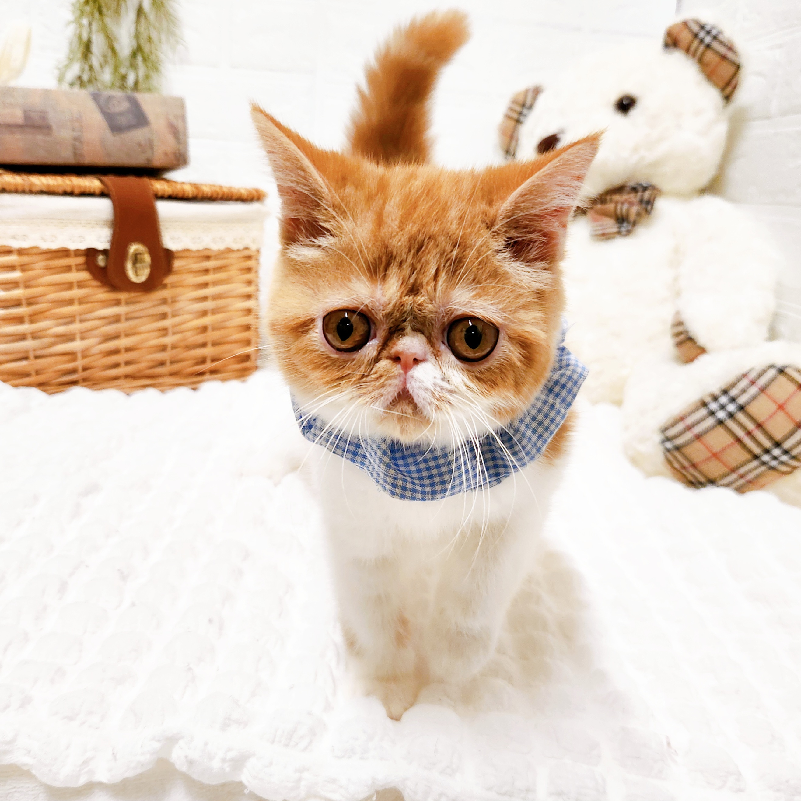 滋賀県のエキゾチック (犬の家＆猫の里近江八幡店/2025年7月15日生まれ/男の子/レッドタビーホワイト)の子猫の3枚目の画像