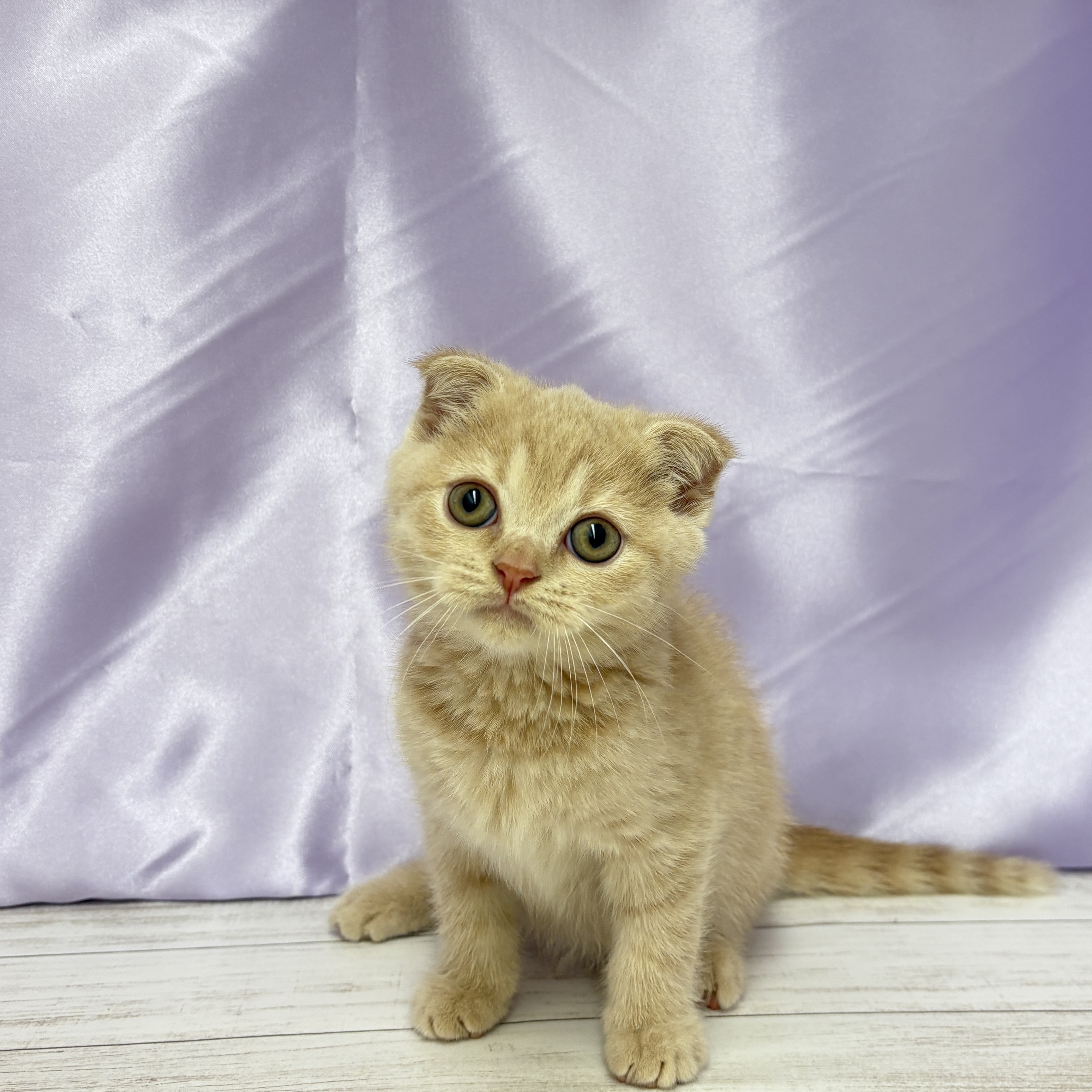 兵庫県のスコティッシュフォールド (犬の家＆猫の里尼崎店/2025年7月13日生まれ/男の子/クリームタビー)の子猫の3枚目の画像