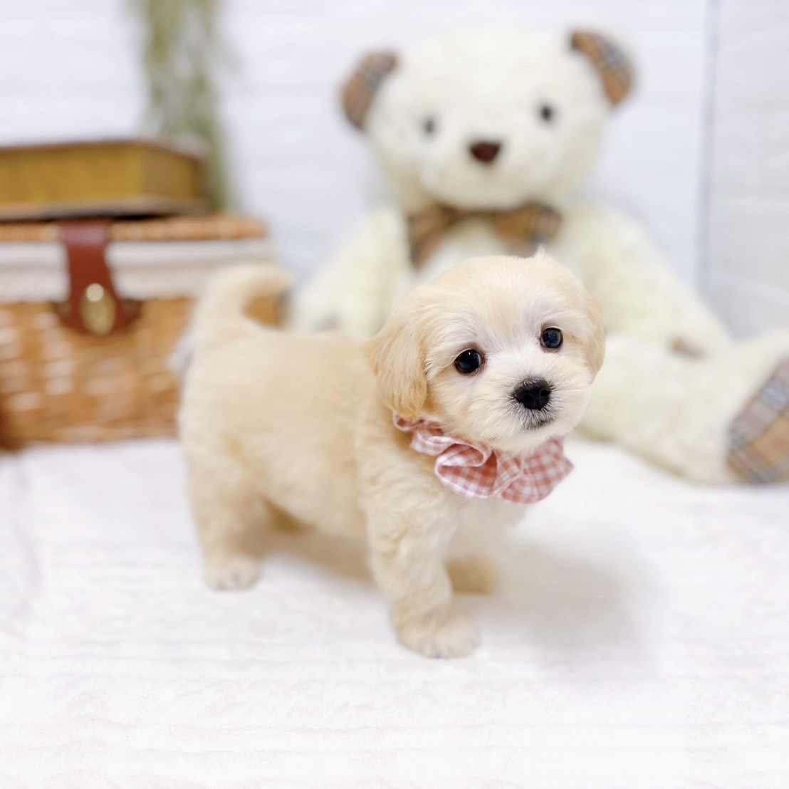 滋賀県のマルックス(マルチーズ×ダックス) (犬の家＆猫の里近江八幡店/2025年7月17日生まれ/女の子/クリーム)の子犬の3枚目の画像
