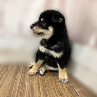 兵庫県の柴犬(標準サイズ) (犬の家＆猫の里カナート西神戸店/2025年7月14日生まれ/女の子/黒)の子犬の3枚目の画像