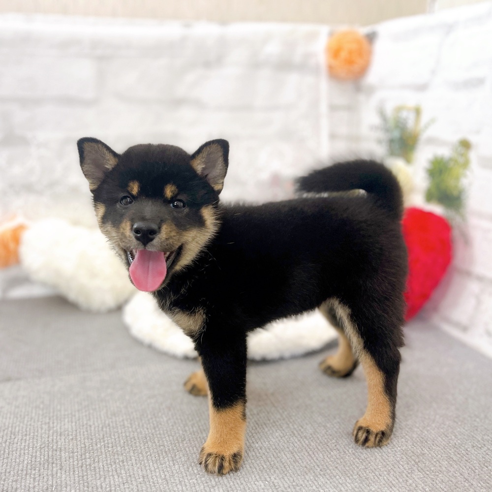 京都府の柴犬(標準サイズ) (犬の家＆猫の里京都樟葉店/2025年7月14日生まれ/女の子/黒)の子犬の3枚目の画像