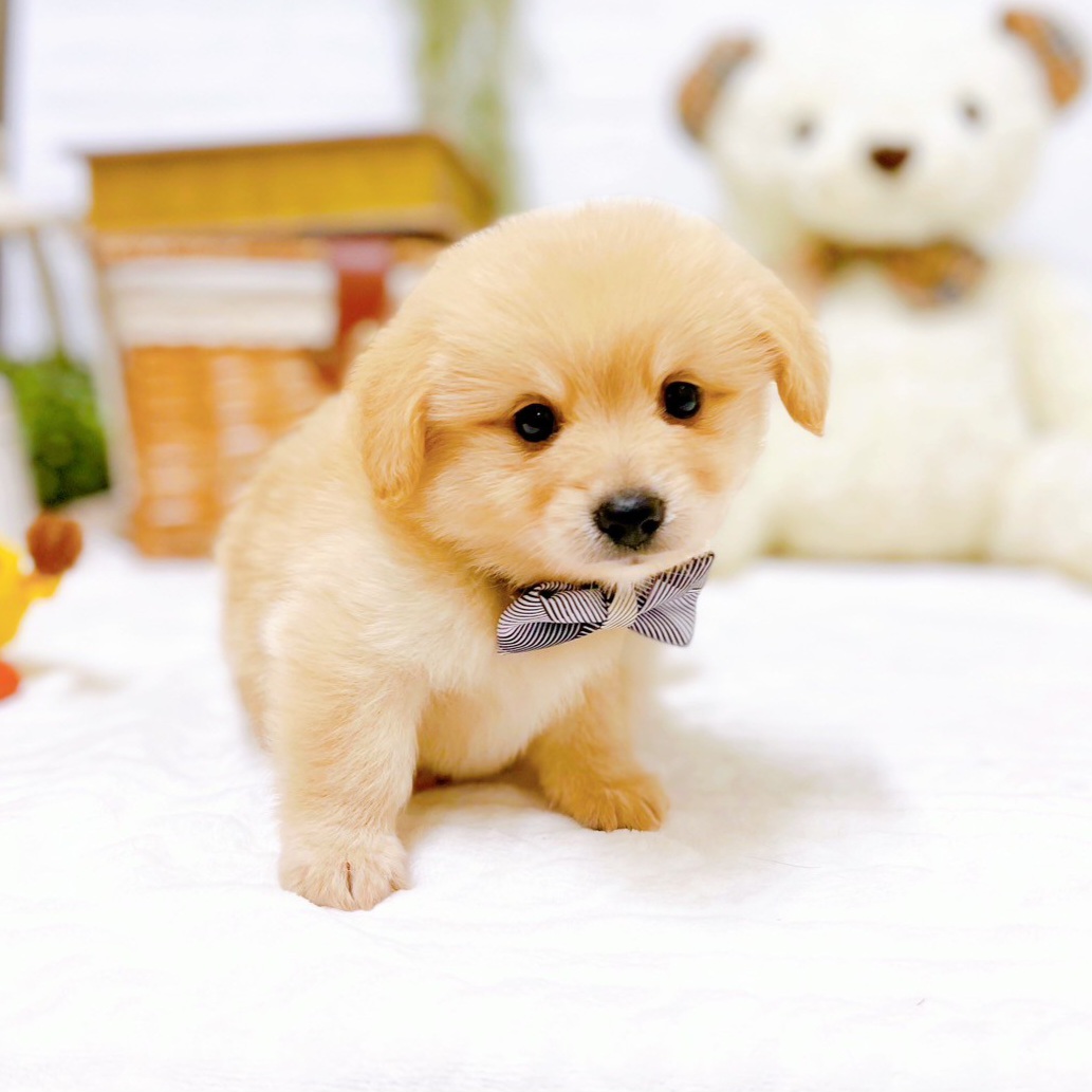 滋賀県のポメックス(ポメラニアン×ダックス) (犬の家＆猫の里近江八幡店/2025年7月14日生まれ/男の子/クリーム)の子犬の3枚目の画像
