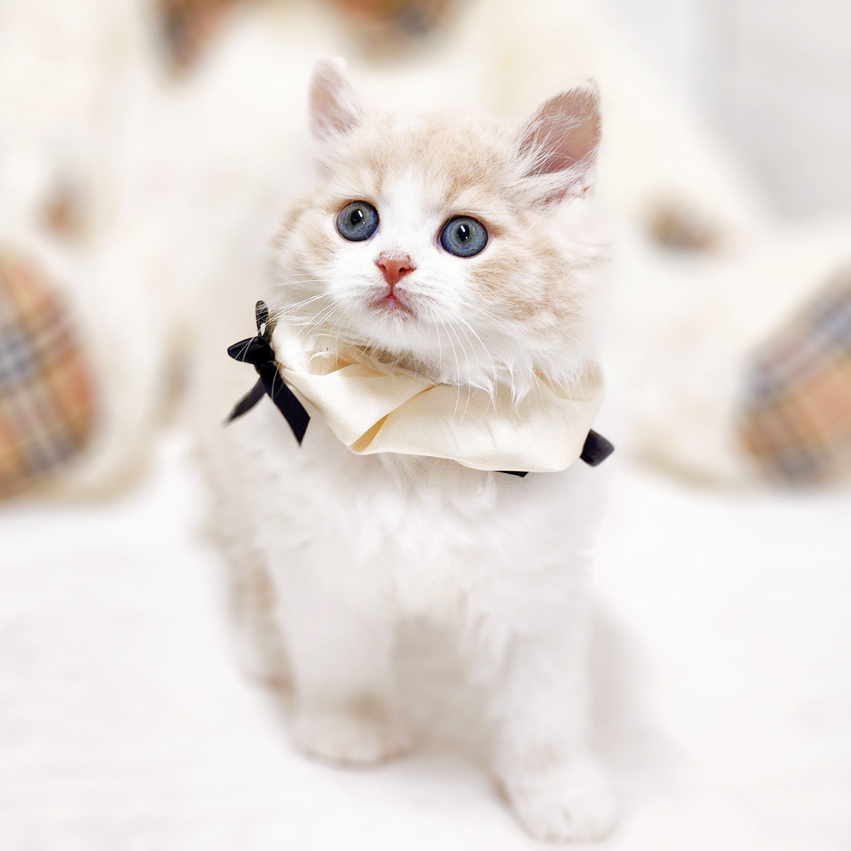 滋賀県のラガマフィン (犬の家＆猫の里近江八幡店/2025年7月14日生まれ/男の子/クリームマッカレルタビーホワイト)の子猫の3枚目の画像