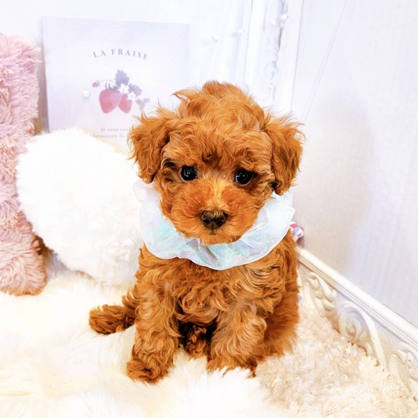 福井県のトイプードル(トイ) (犬の家＆猫の里福井店/2025年7月18日生まれ/男の子/レッド)の子犬の3枚目の画像