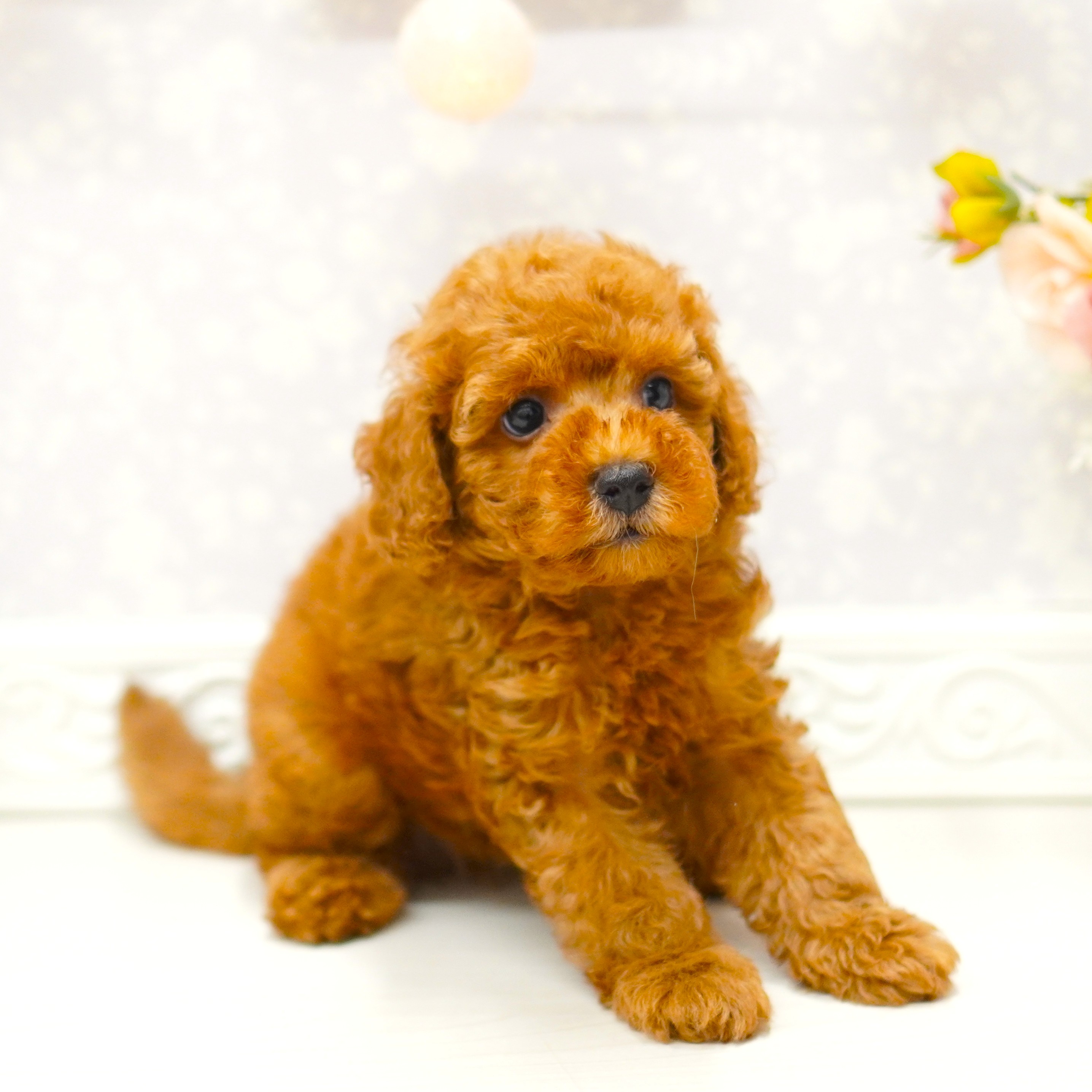 富山県のトイプードル(トイ) (犬の家＆猫の里アミーゴ山室店/2025年7月18日生まれ/男の子/レッド)の子犬の3枚目の画像