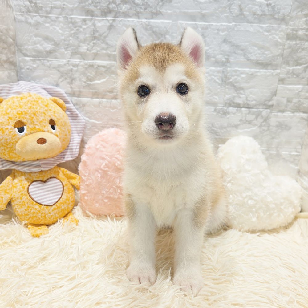 愛知県のシベリアンハスキー (犬の家＆猫の里MiO香久山店/2025年7月19日生まれ/女の子/シルバーホワイト)の子犬の3枚目の画像