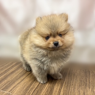 兵庫県のポメラニアン (犬の家＆猫の里カナート西神戸店/2025年7月19日生まれ/男の子/オレンジセーブル)の子犬の1枚目の画像