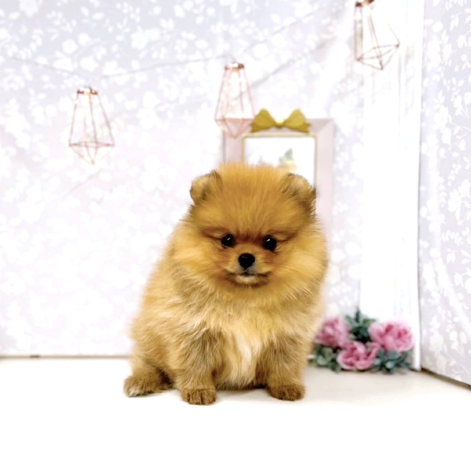 富山県のポメラニアン (犬の家＆猫の里アミーゴ高岡蓮花寺店/2025年7月19日生まれ/女の子/オレンジ)の子犬の3枚目の画像