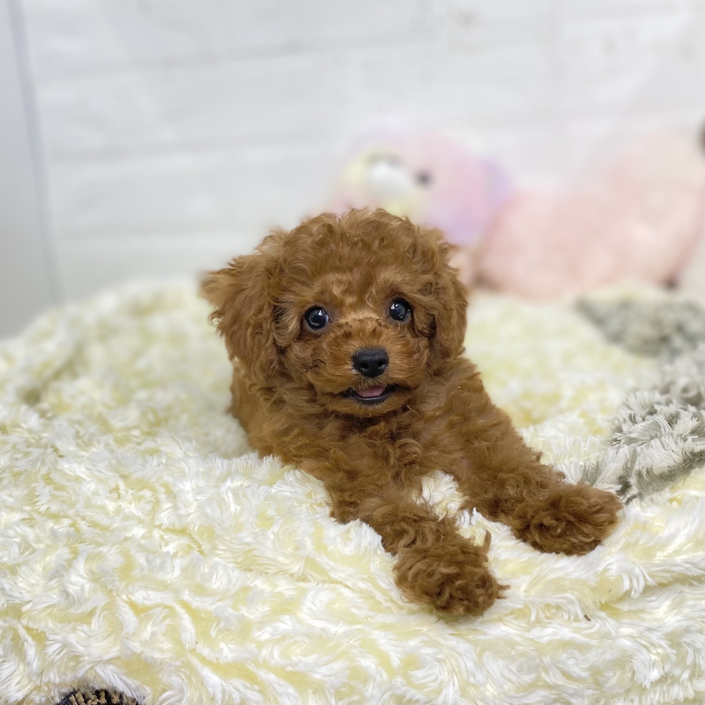 長野県のトイプードル(トイ) (犬の家＆猫の里長野店/2025年7月20日生まれ/男の子/レッドフォーン)の子犬の1枚目の画像