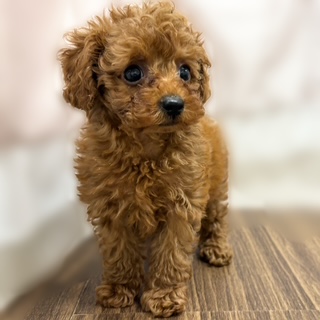 兵庫県のトイプードル(トイ) (犬の家＆猫の里カナート西神戸店/2025年7月20日生まれ/女の子/レッドフォーン)の子犬の3枚目の画像