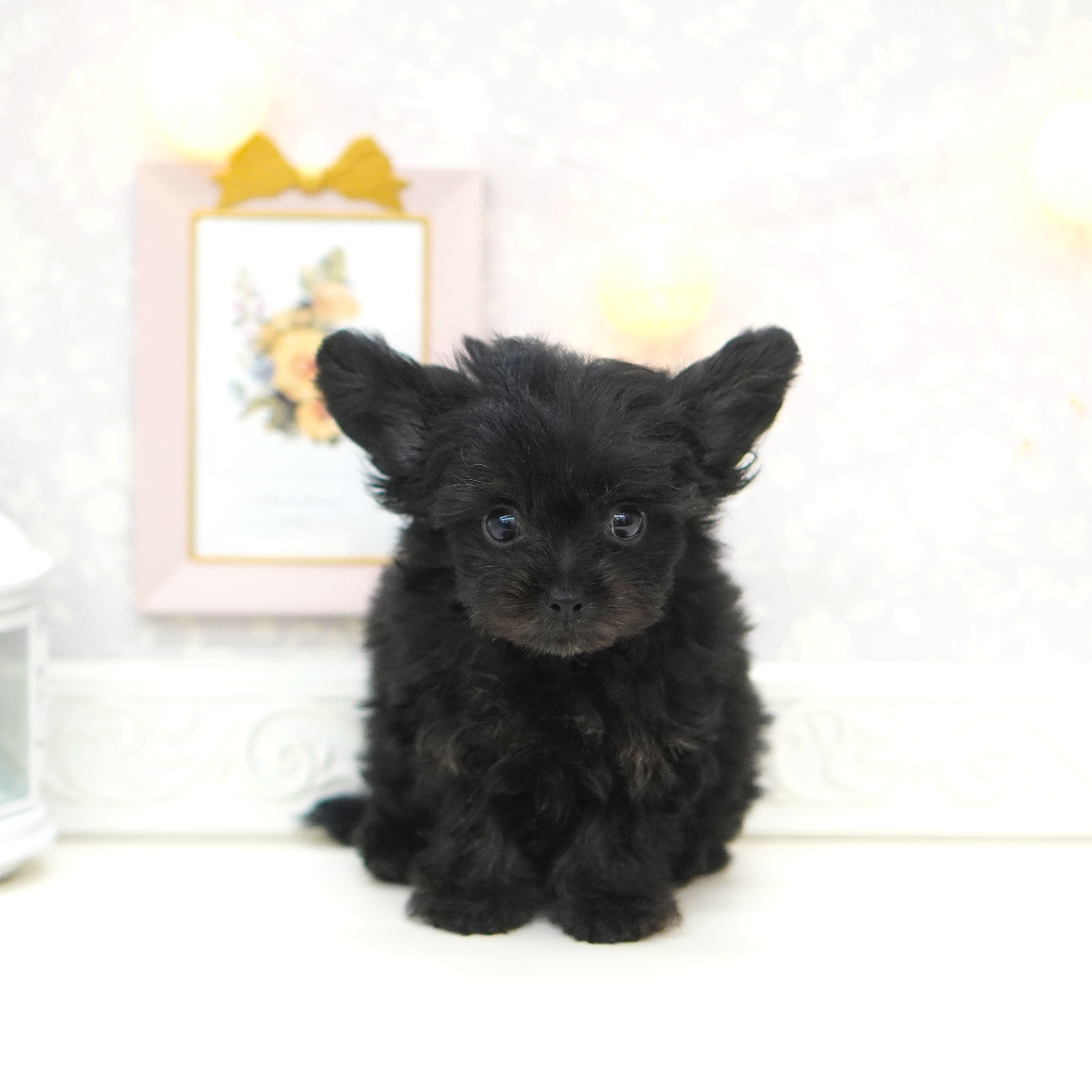 富山県のチワプー/プーチー(チワワ×プードル) (犬の家＆猫の里富山店/2025年7月20日生まれ/男の子/ブラックシルバー)の子犬の3枚目の画像