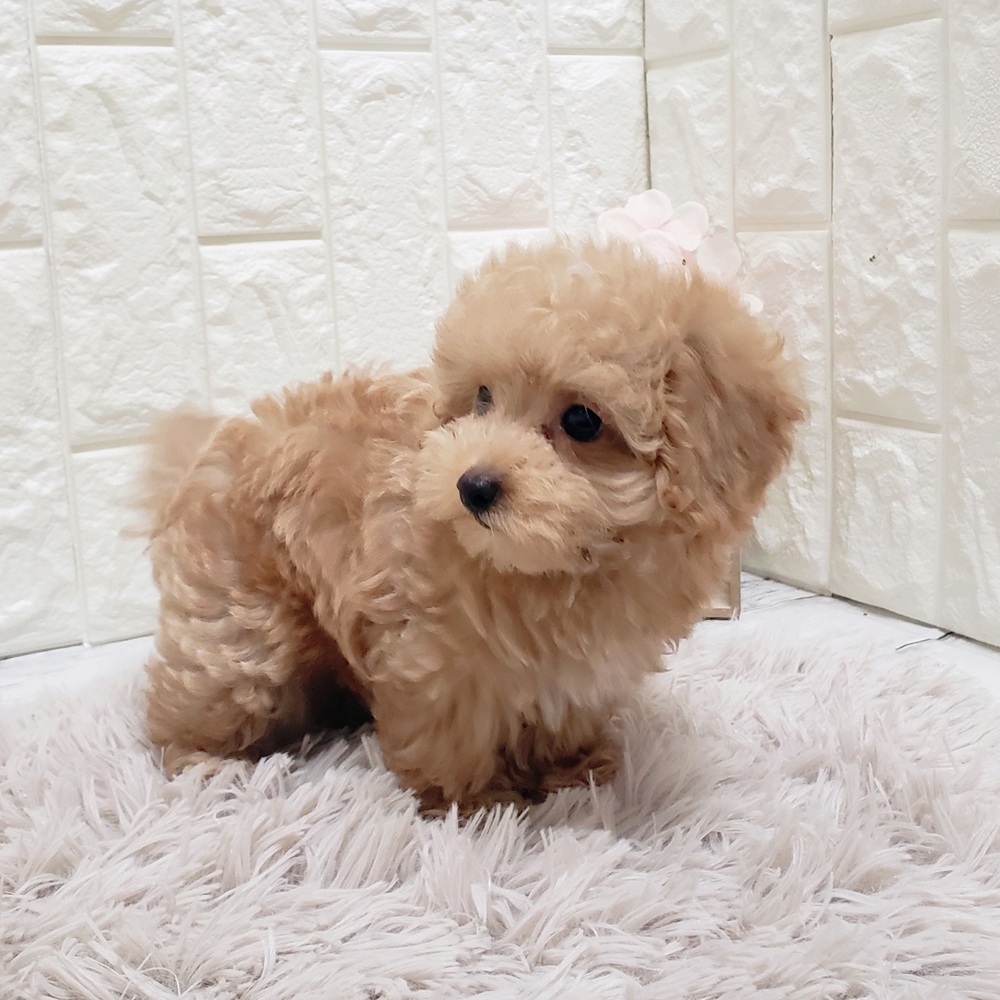 岡山県のマルプー(マルチーズ×プードル) (犬の家＆猫の里岡山店/2025年7月18日生まれ/男の子/アプリコットホワイト)の子犬の3枚目の画像