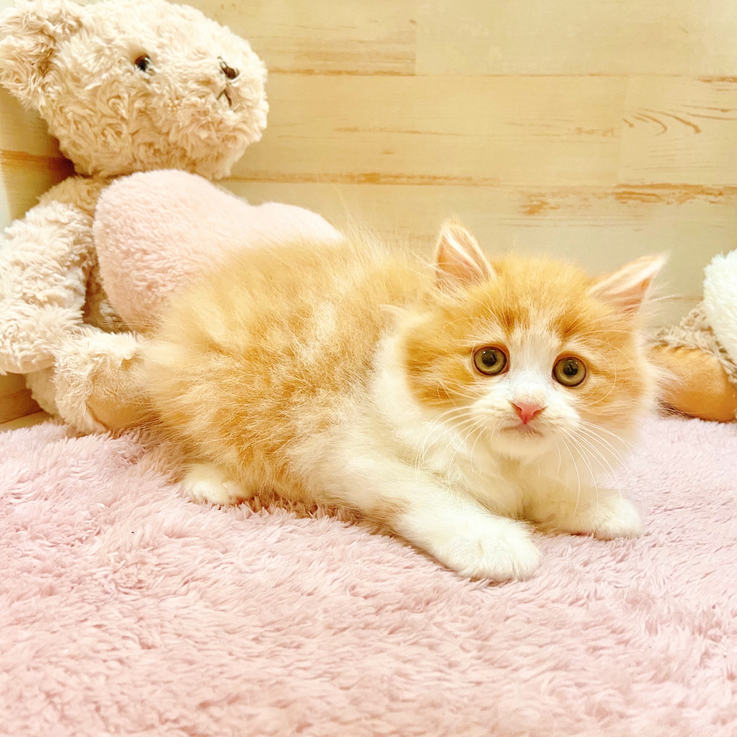 兵庫県のスコティッシュストレート (犬の家＆猫の里神戸店/2025年7月17日生まれ/女の子/レッドタビーホワイト)の子猫の3枚目の画像