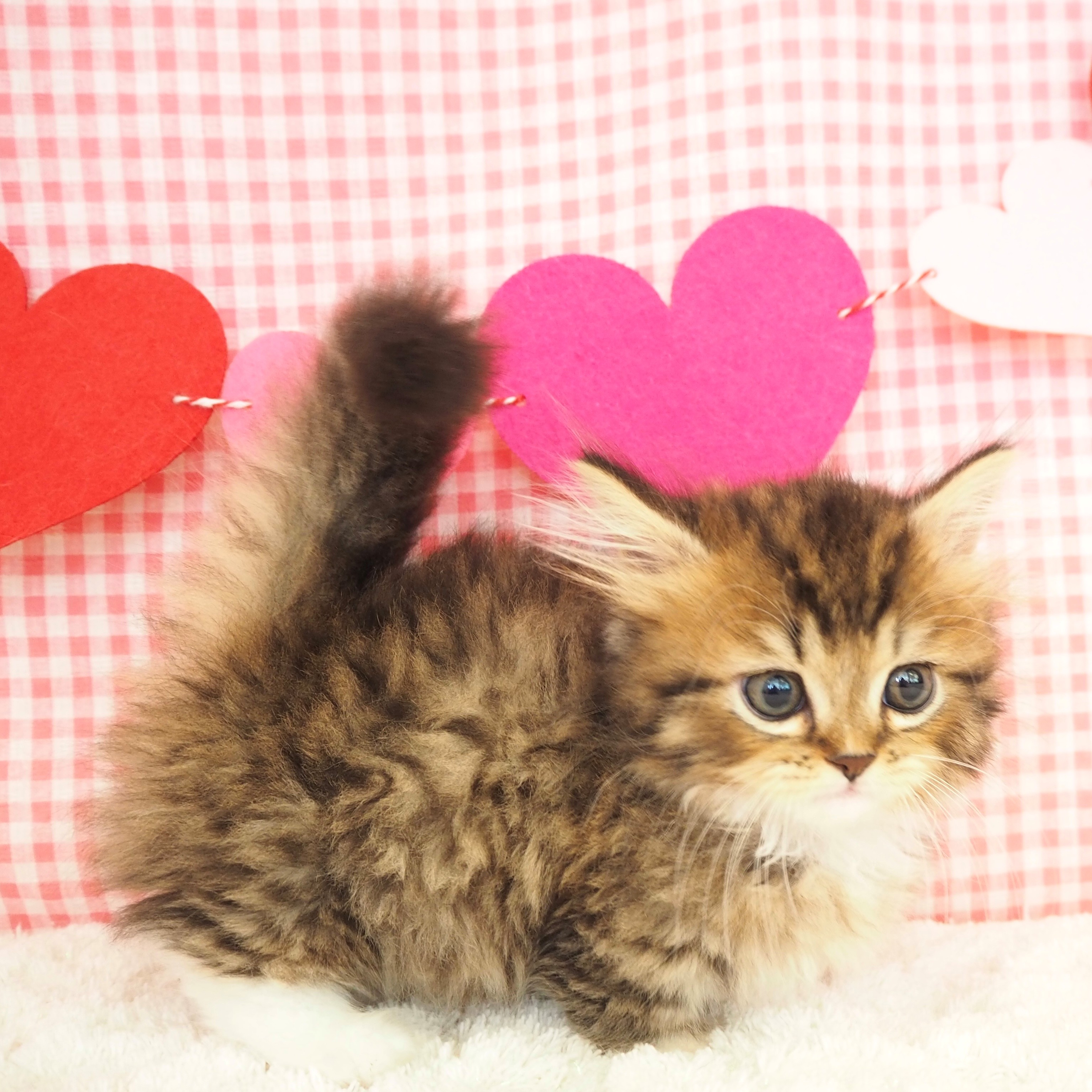 大阪府のミヌエット (犬の家＆猫の里もりのみやキューズモールBASE店/2025年7月18日生まれ/男の子/ブラウンタビーホワイト)の子猫の3枚目の画像