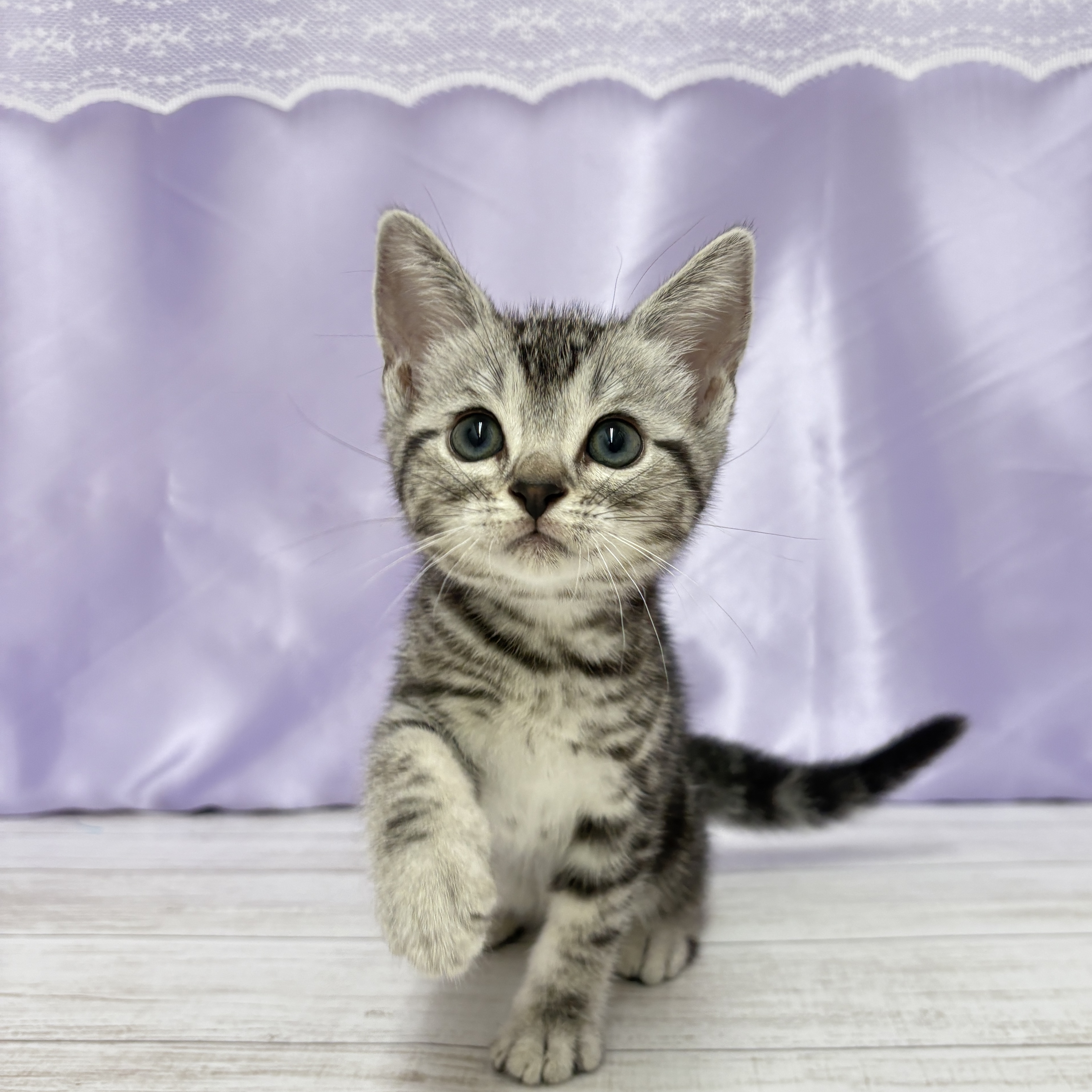 兵庫県のアメリカンショートヘアー (犬の家＆猫の里尼崎店/2025年7月19日生まれ/男の子/シルバータビー)の子猫の3枚目の画像