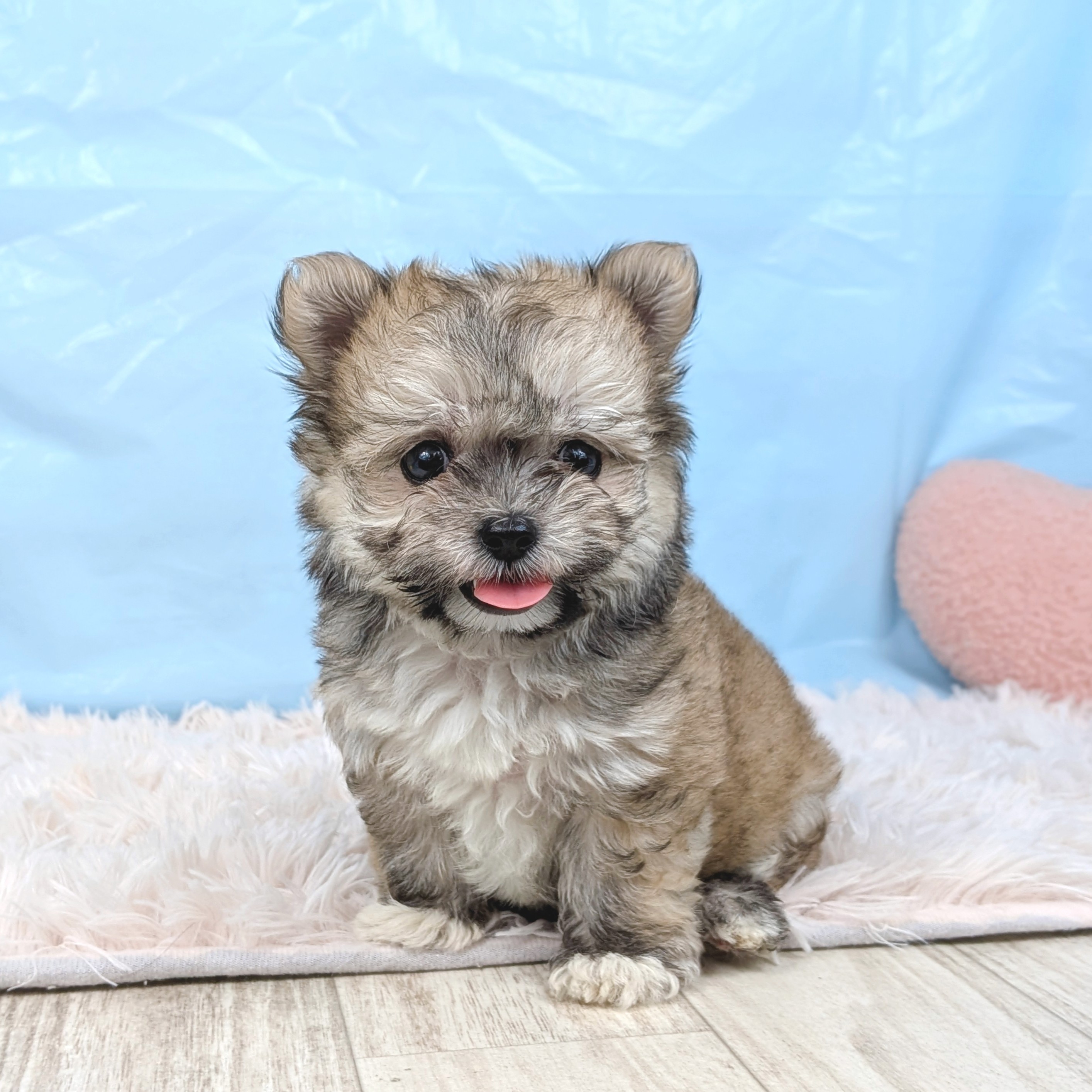 兵庫県のチワマル/マルチワ(チワワ×マルチーズ) (犬の家＆猫の里川西店/2025年7月20日生まれ/男の子/フォーン)の子犬の3枚目の画像