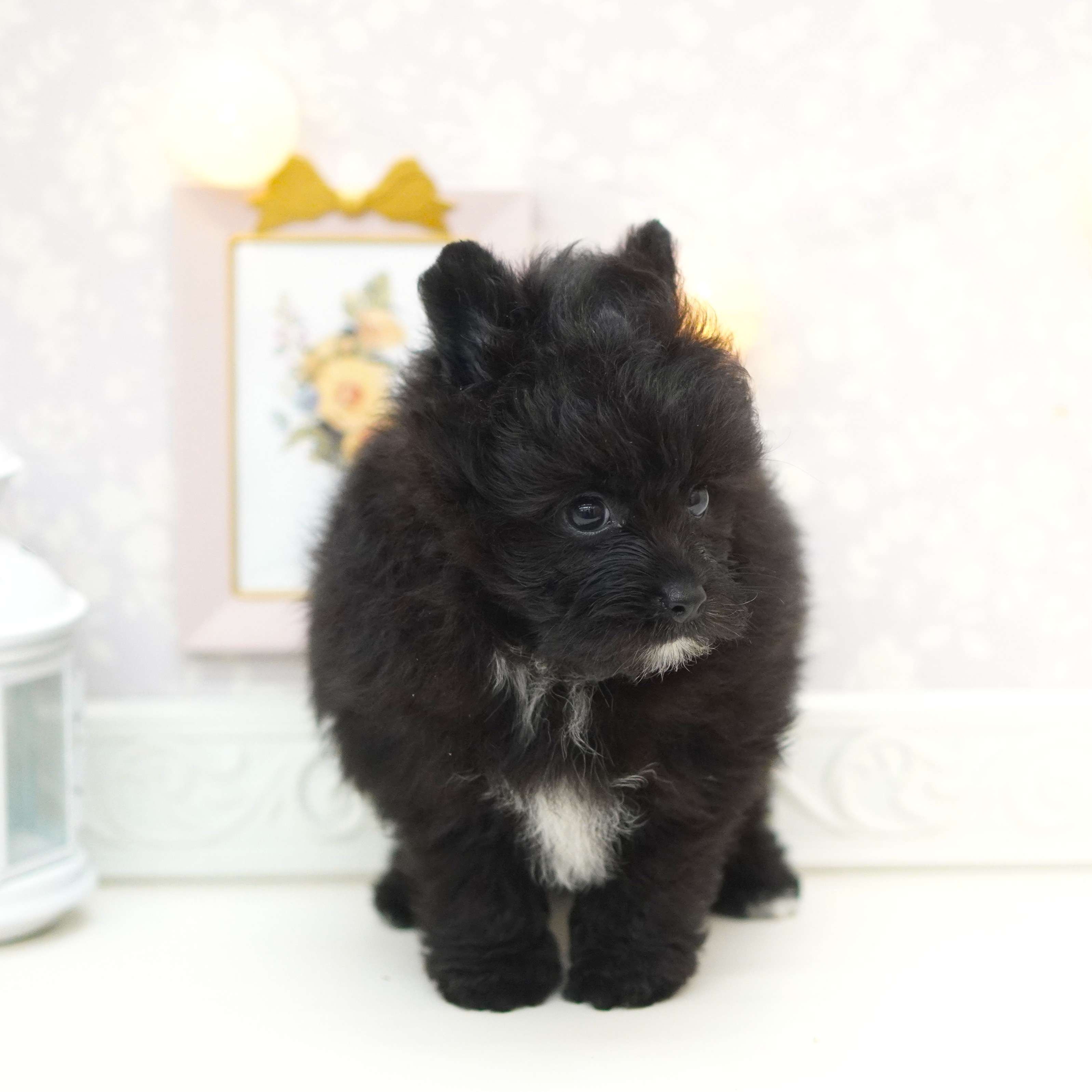 富山県のポメプー(ポメラニアン×プードル) (犬の家＆猫の里富山店/2025年7月17日生まれ/女の子/ブラックホワイト)の子犬の3枚目の画像