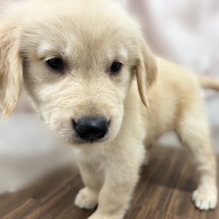 兵庫県のゴールデンレトリバー (犬の家＆猫の里カナート西神戸店/2025年7月20日生まれ/女の子/ゴールデン)の子犬の3枚目の画像