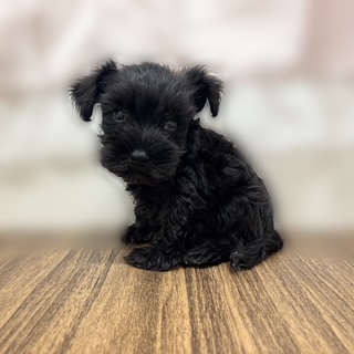 兵庫県のミニチュアシュナウザー (犬の家＆猫の里カナート西神戸店/2025年7月18日生まれ/男の子/ブラック)の子犬の3枚目の画像